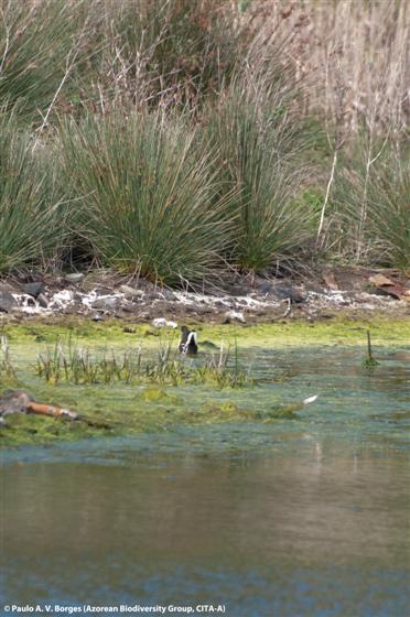 © Paulo A. V. Borges