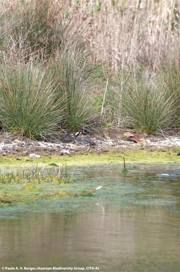 © Paulo A. V. Borges