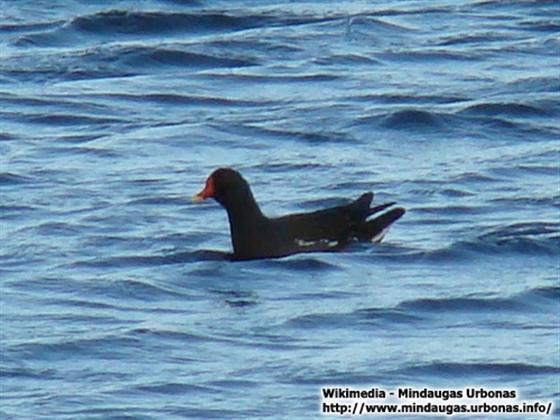 © Mindaugas Urbonas