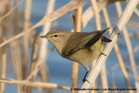 Phylloscopus collybita (Vieillot, 1817)