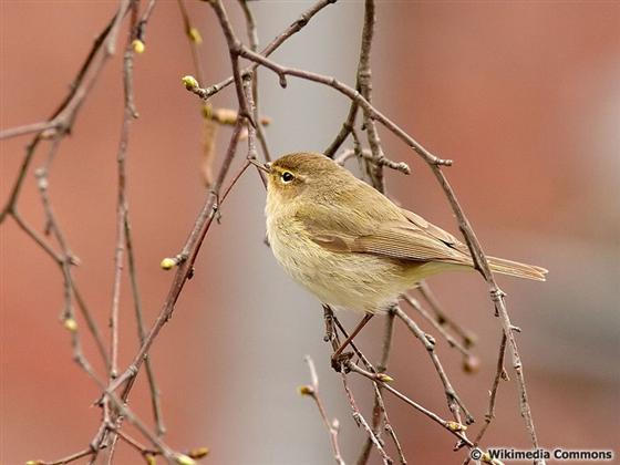 Phylloscopus collybita (Vieillot, 1817)