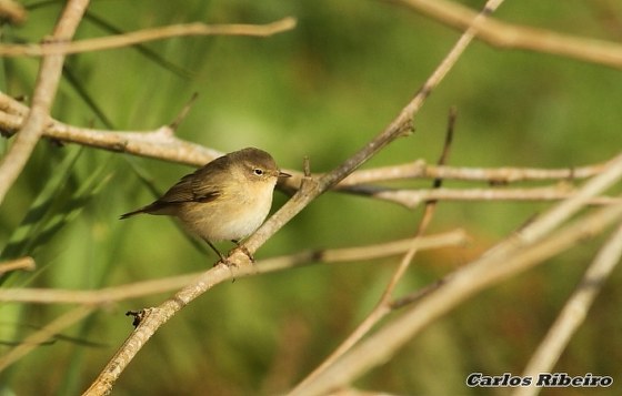Phylloscopus collybita (Vieillot, 1817)