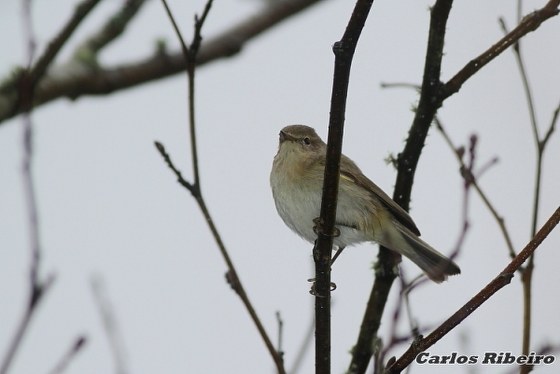 Phylloscopus collybita (Vieillot, 1817)