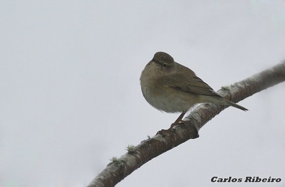 Phylloscopus collybita (Vieillot, 1817)