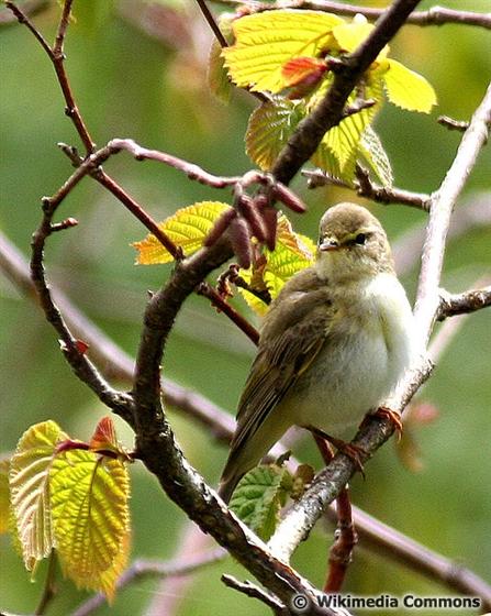 Phylloscopus trochilus (Linnaeus, 1758)