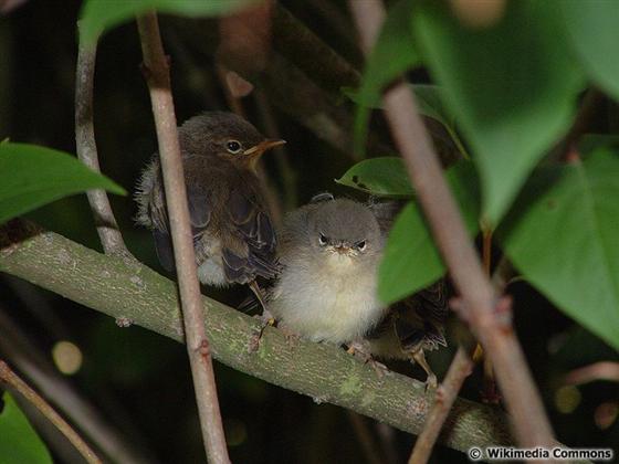 Phylloscopus trochilus (Linnaeus, 1758)