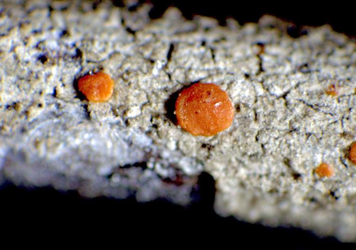Ramboldia lusitanica (Räsänen) Kalb, Lumbsch & Elix, 2008
