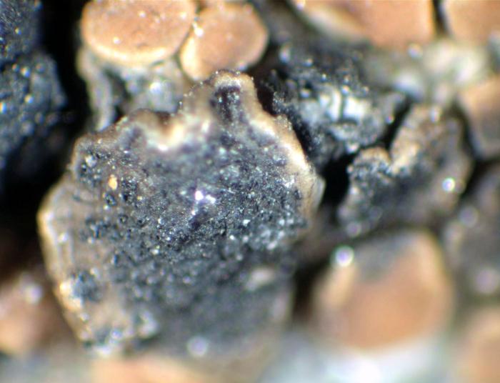 Lichenoconium lecanorae (Jaap) D. Hawksw., 1979