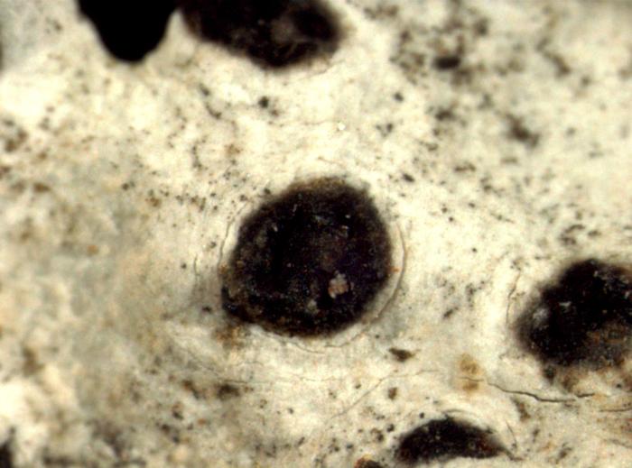 Sagiolechia atlantica Henssen, 1995