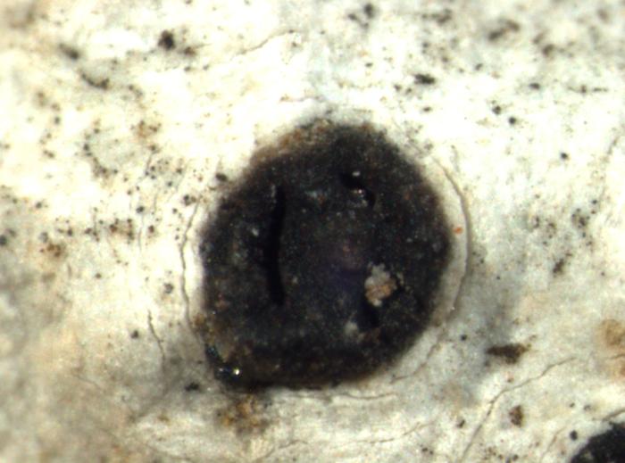 Sagiolechia atlantica Henssen, 1995
