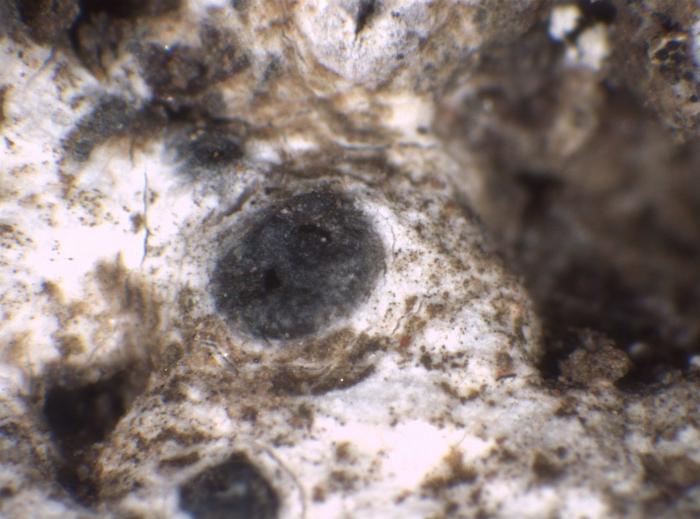 Sagiolechia atlantica Henssen, 1995