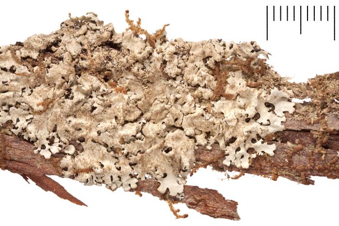 © The Trustees of the Natural History Museum, London