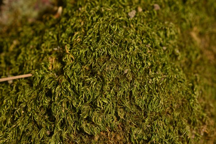 © Paulo A. V. Borges