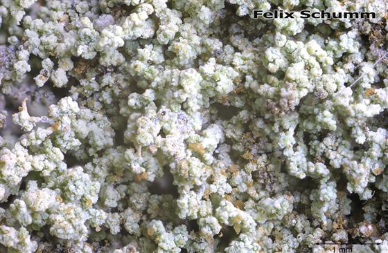 Leprocaulon microscopicum (Vill.) Gams ex D. Hawksw., 1974