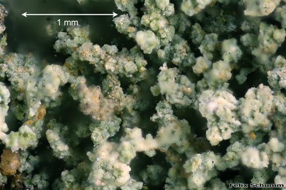 Leprocaulon microscopicum (Vill.) Gams ex D. Hawksw., 1974