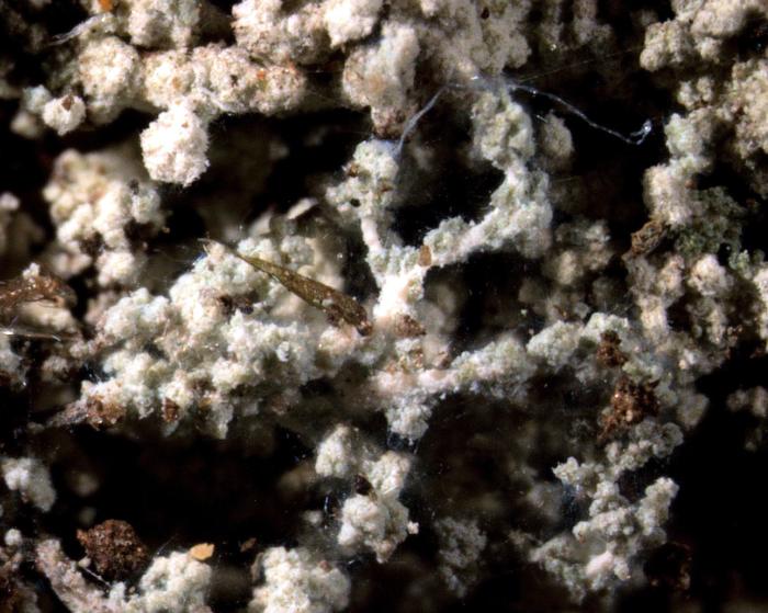 Leprocaulon microscopicum (Vill.) Gams ex D. Hawksw., 1974