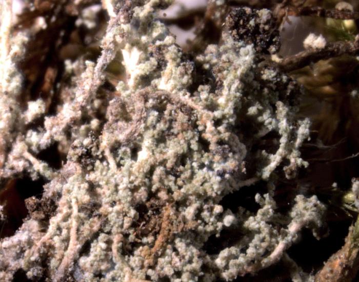 Leprocaulon microscopicum (Vill.) Gams ex D. Hawksw., 1974