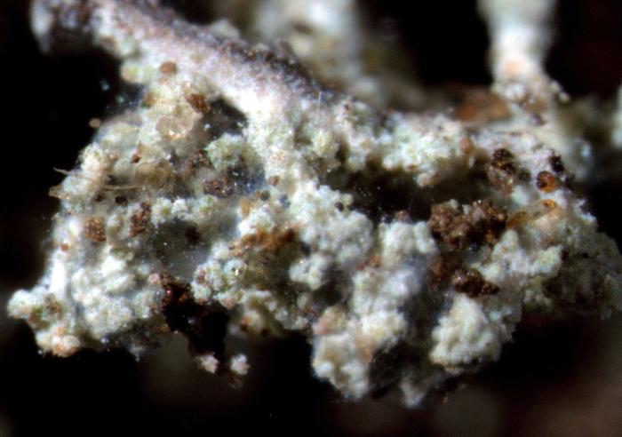 Leprocaulon microscopicum (Vill.) Gams ex D. Hawksw., 1974