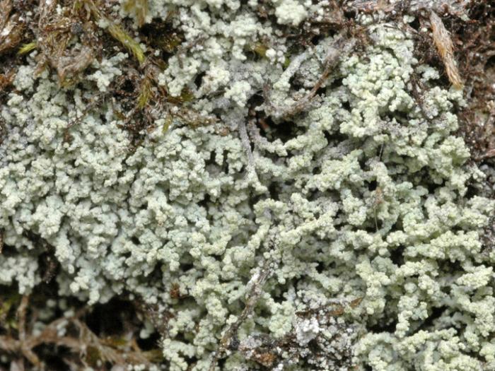 Leprocaulon microscopicum (Vill.) Gams ex D. Hawksw., 1974