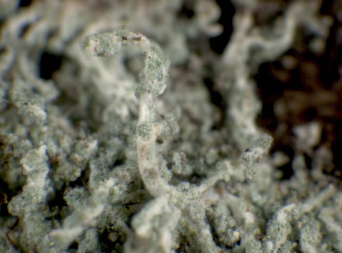 Leprocaulon microscopicum (Vill.) Gams ex D. Hawksw., 1974