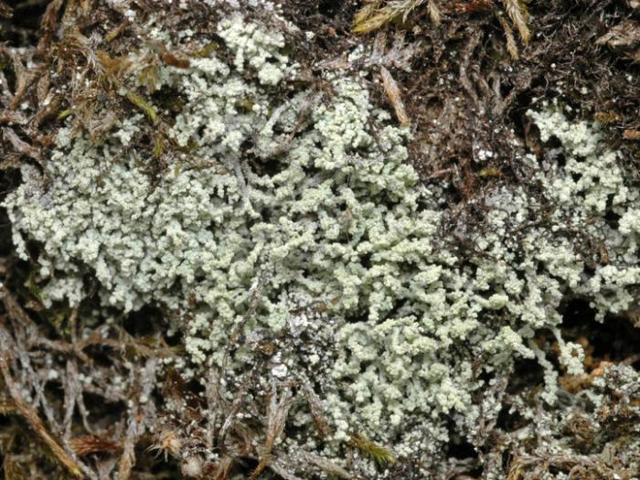 Leprocaulon microscopicum (Vill.) Gams ex D. Hawksw., 1974