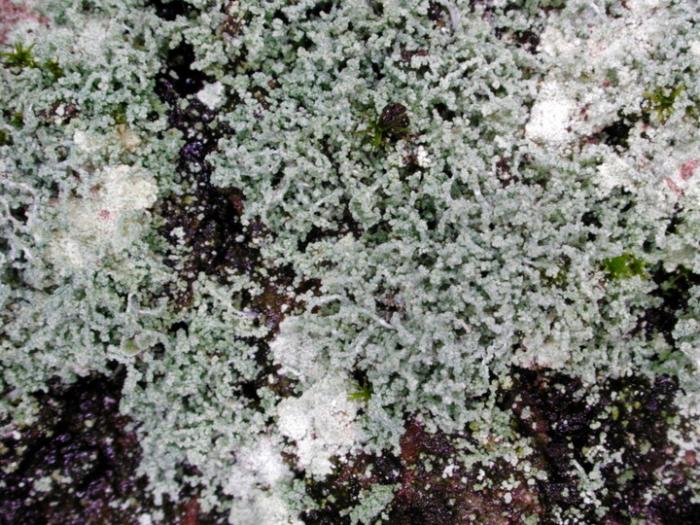 Leprocaulon microscopicum (Vill.) Gams ex D. Hawksw., 1974