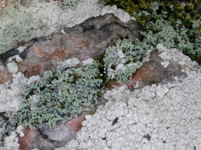Leprocaulon microscopicum (Vill.) Gams ex D. Hawksw., 1974