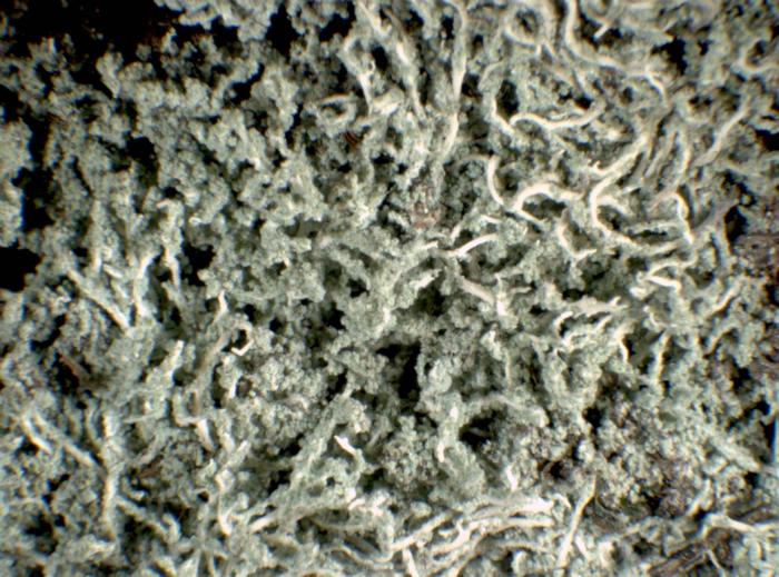 Leprocaulon microscopicum (Vill.) Gams ex D. Hawksw., 1974