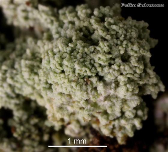 Megalaria albocincta (Degel.) Tønsberg, 1996