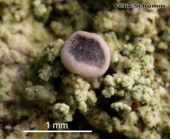 Megalaria albocincta (Degel.) Tønsberg, 1996