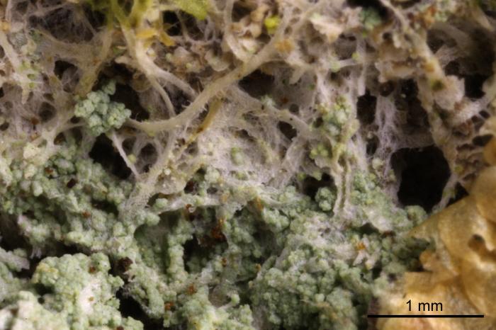 Megalaria albocincta (Degel.) Tønsberg, 1996