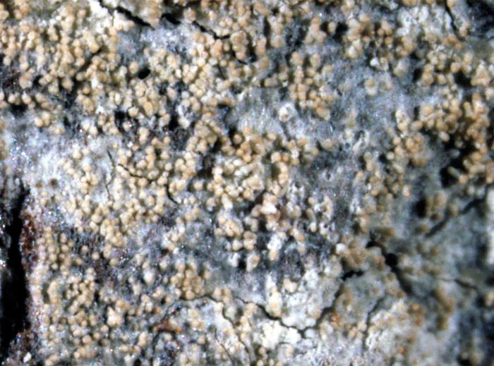 Loxospora elatina (Ach.) A. Massal., 1852