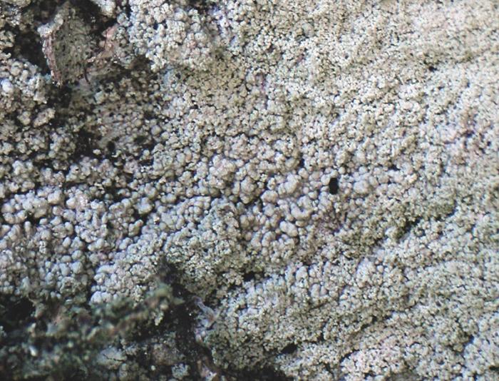 Loxospora elatina (Ach.) A. Massal., 1852