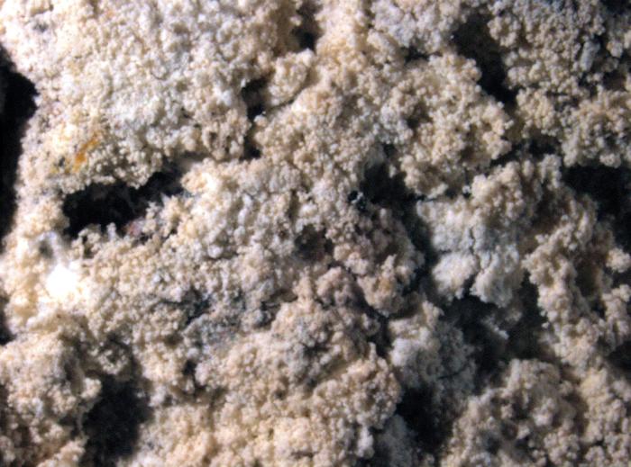 Loxospora elatina (Ach.) A. Massal., 1852
