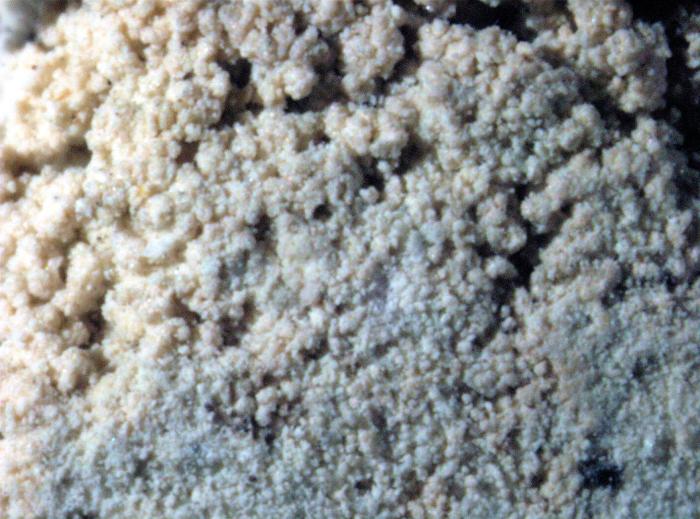 Loxospora elatina (Ach.) A. Massal., 1852