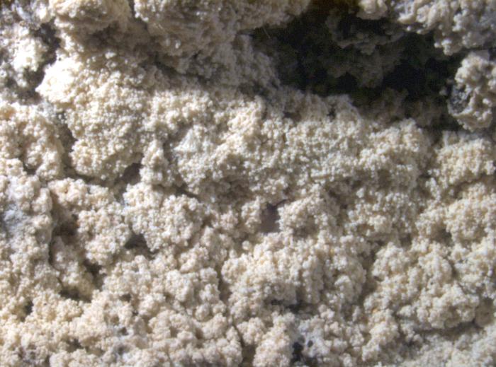 Loxospora elatina (Ach.) A. Massal., 1852