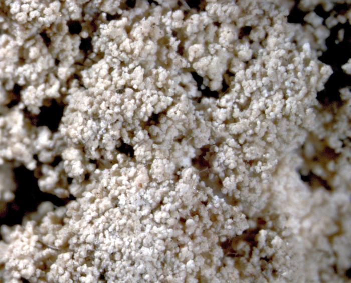 Loxospora elatina (Ach.) A. Massal., 1852