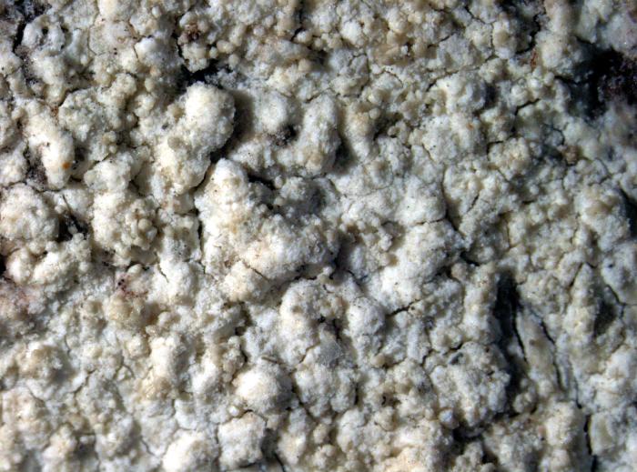Loxospora elatina (Ach.) A. Massal., 1852