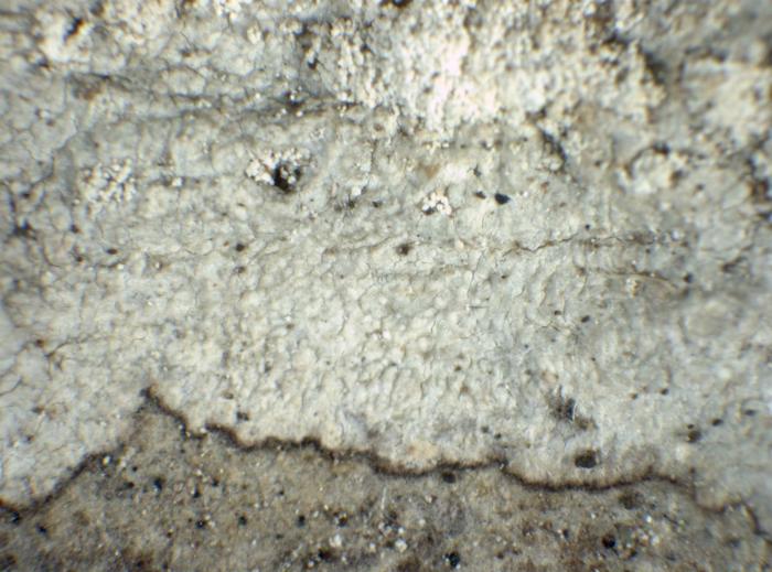 Loxospora elatina (Ach.) A. Massal., 1852