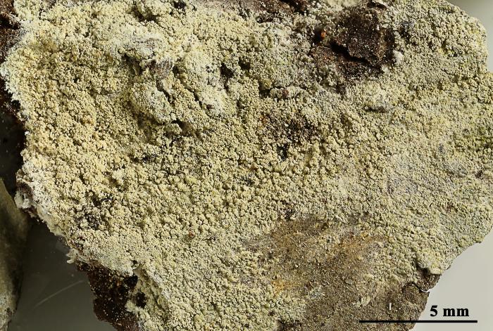 Loxospora elatina (Ach.) A. Massal., 1852