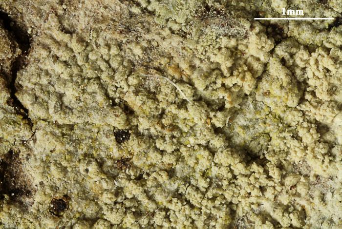 Loxospora elatina (Ach.) A. Massal., 1852