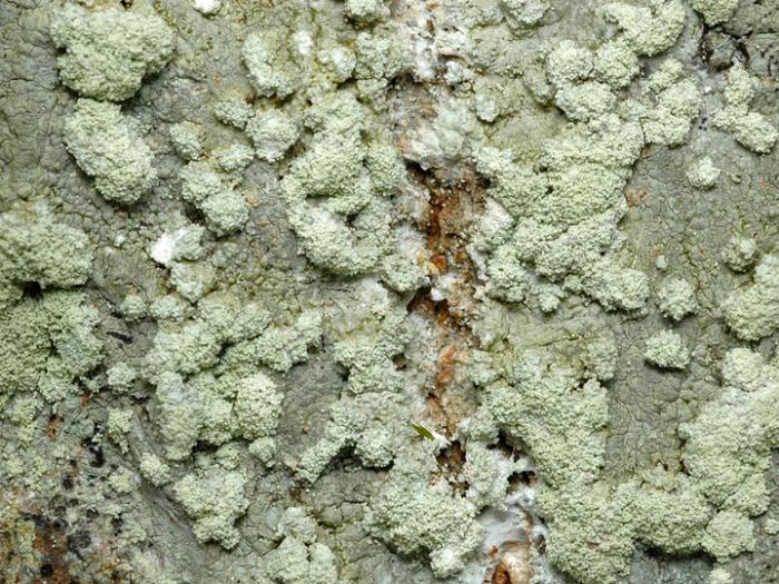 Loxospora elatina (Ach.) A. Massal., 1852