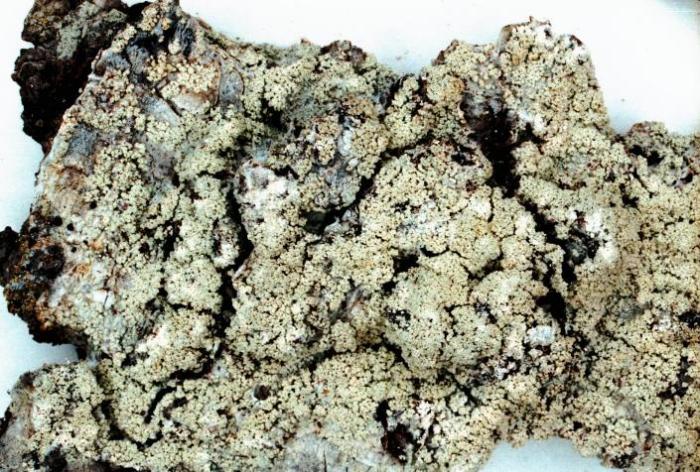Loxospora elatina (Ach.) A. Massal., 1852