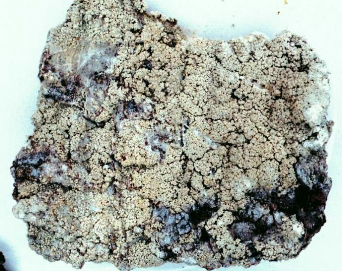 Loxospora elatina (Ach.) A. Massal., 1852