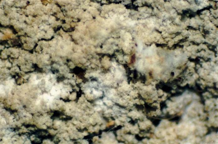 Loxospora elatina (Ach.) A. Massal., 1852