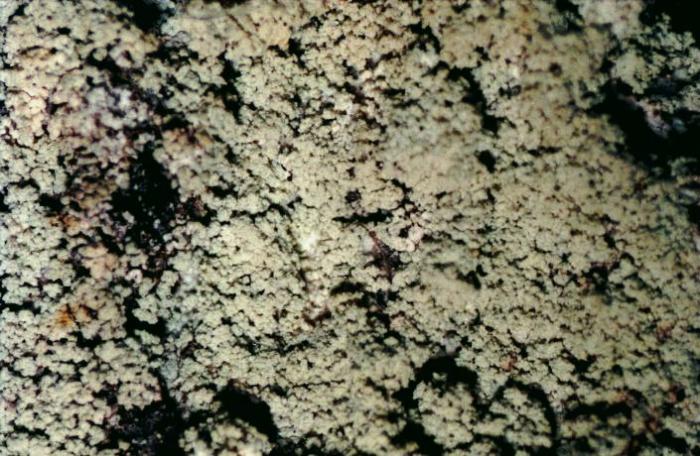 Loxospora elatina (Ach.) A. Massal., 1852