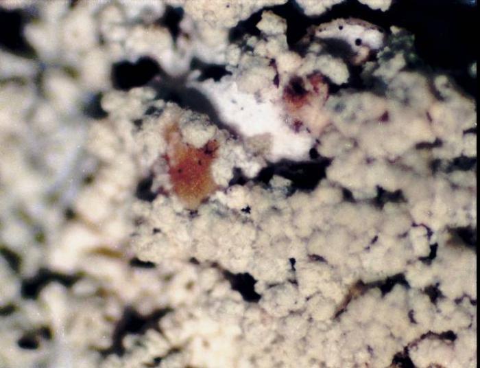 Loxospora elatina (Ach.) A. Massal., 1852