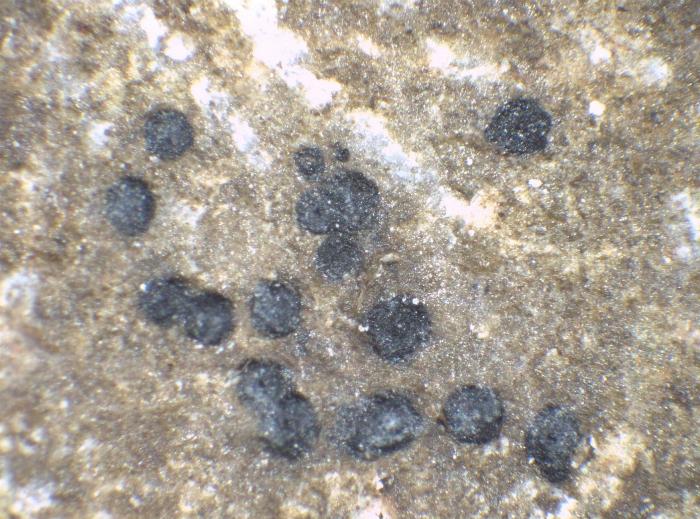 Pyrenocollema halodytes (Nyl.) R.C. Harris, 1987