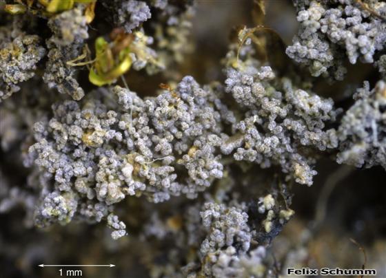 Vahliella atlantica (P.M. Jørg. & P. James) P.M. Jørg., 2008