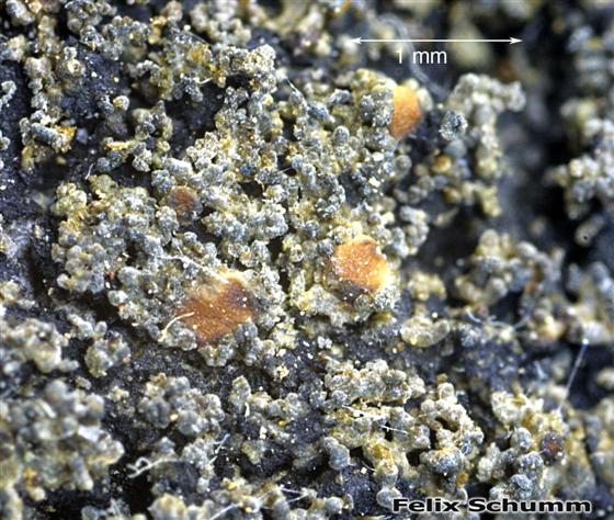Vahliella atlantica (P.M. Jørg. & P. James) P.M. Jørg., 2008
